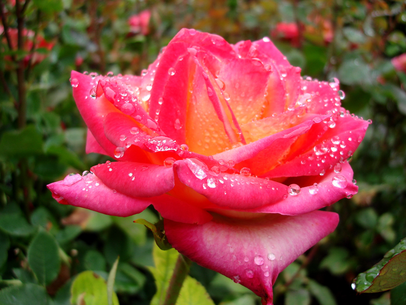 rose 3 Neuseeland 125