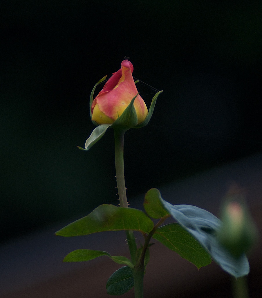Rose 300 56