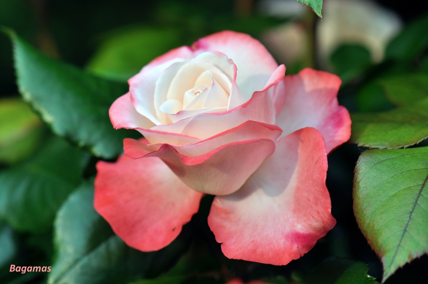 Rose (850x565)