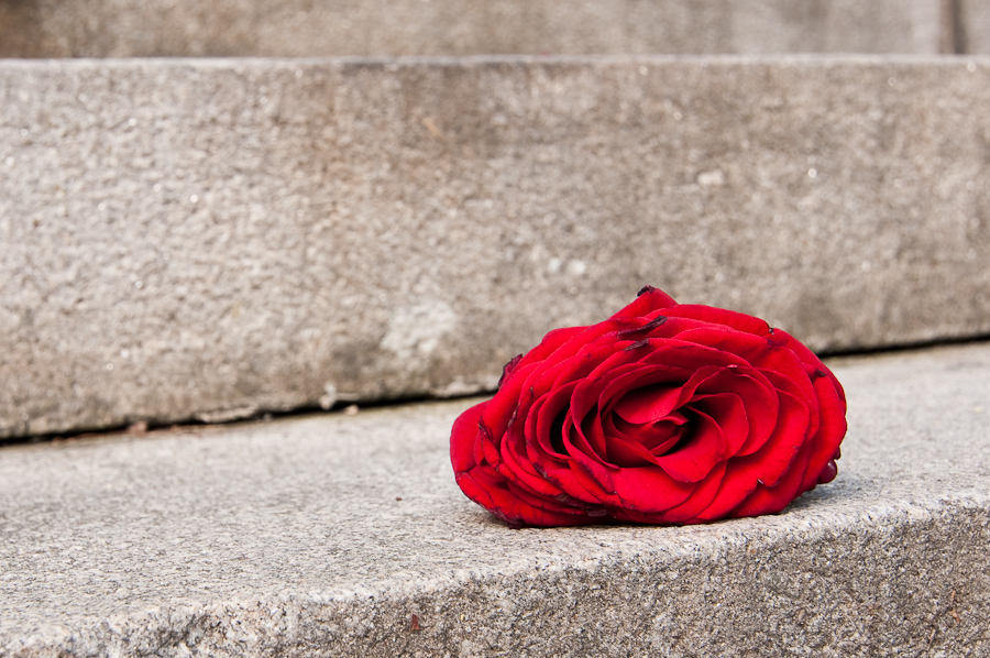 rose 9514