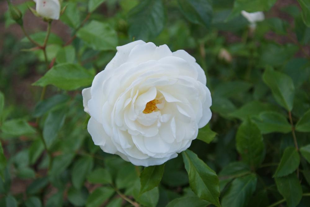Rose an meiner Uni
