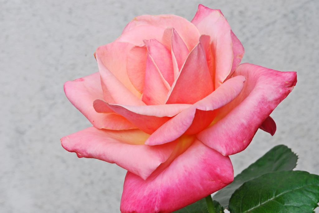 Rose aufgegangen