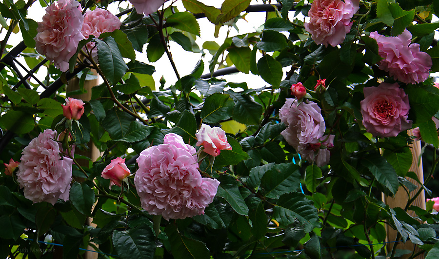 Rose de Tolbiac