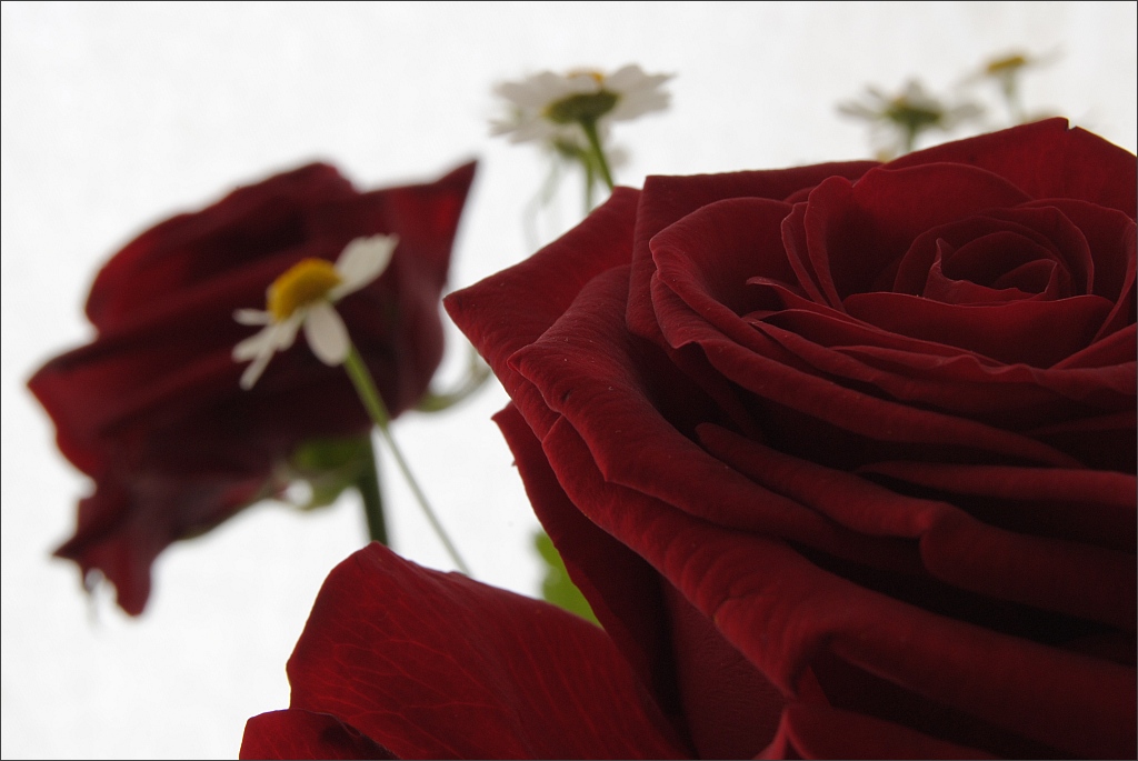 Rose F/16