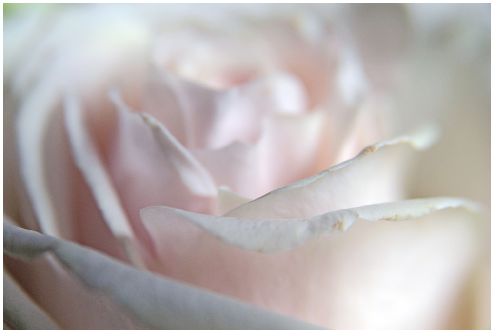 rose fast weiss