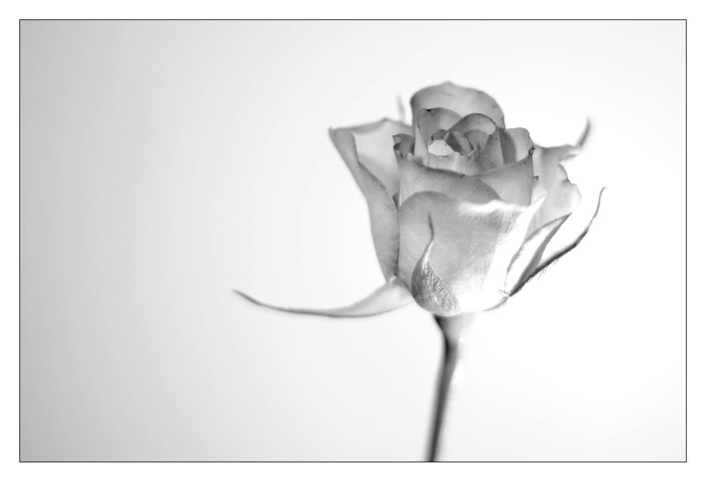 Rose high-key