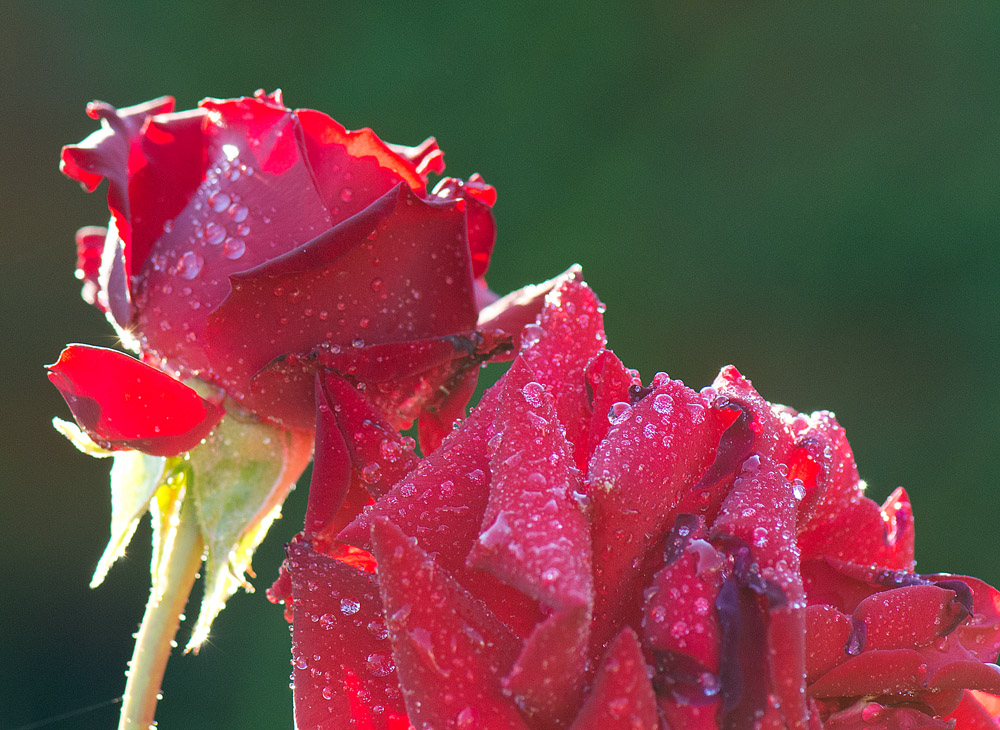 Rose III 20120813 073944  bearb II NFF