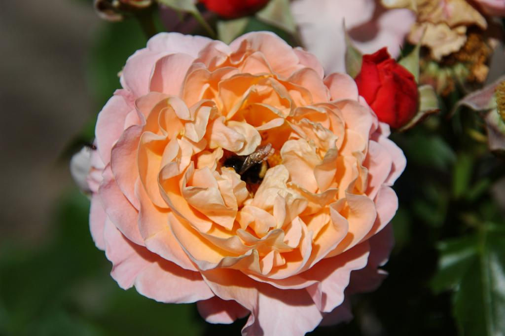 Rose im Beet