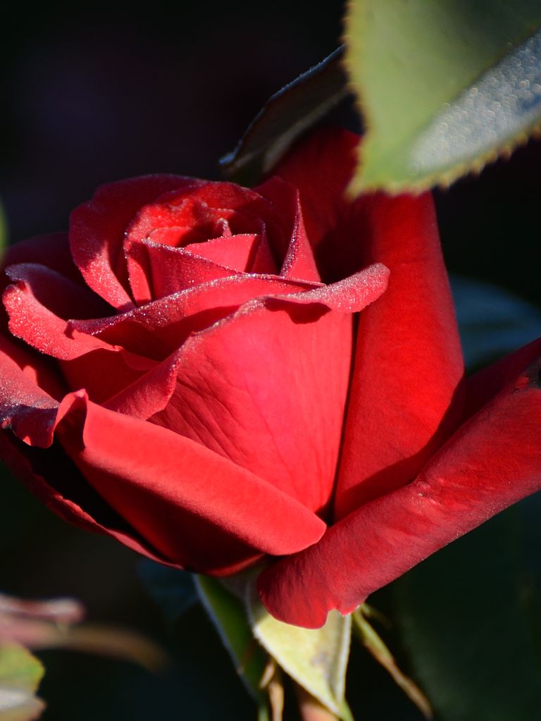Rose im morgendlichen Garten