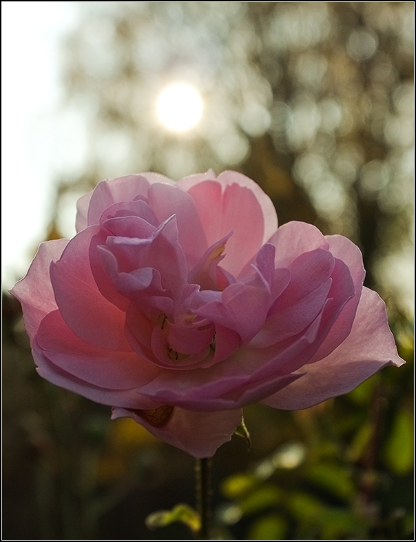 Rose im November