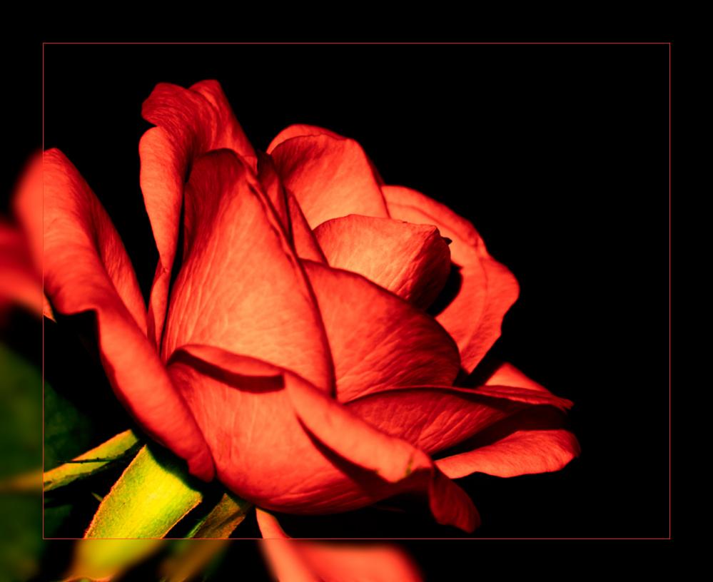 Rose Infarot