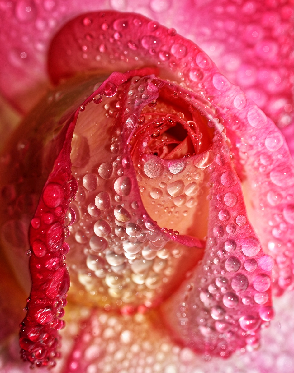 Rose.jpg