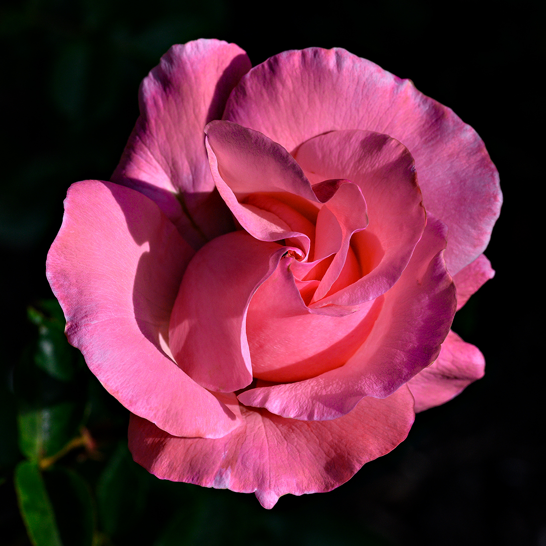 Rose.jpg
