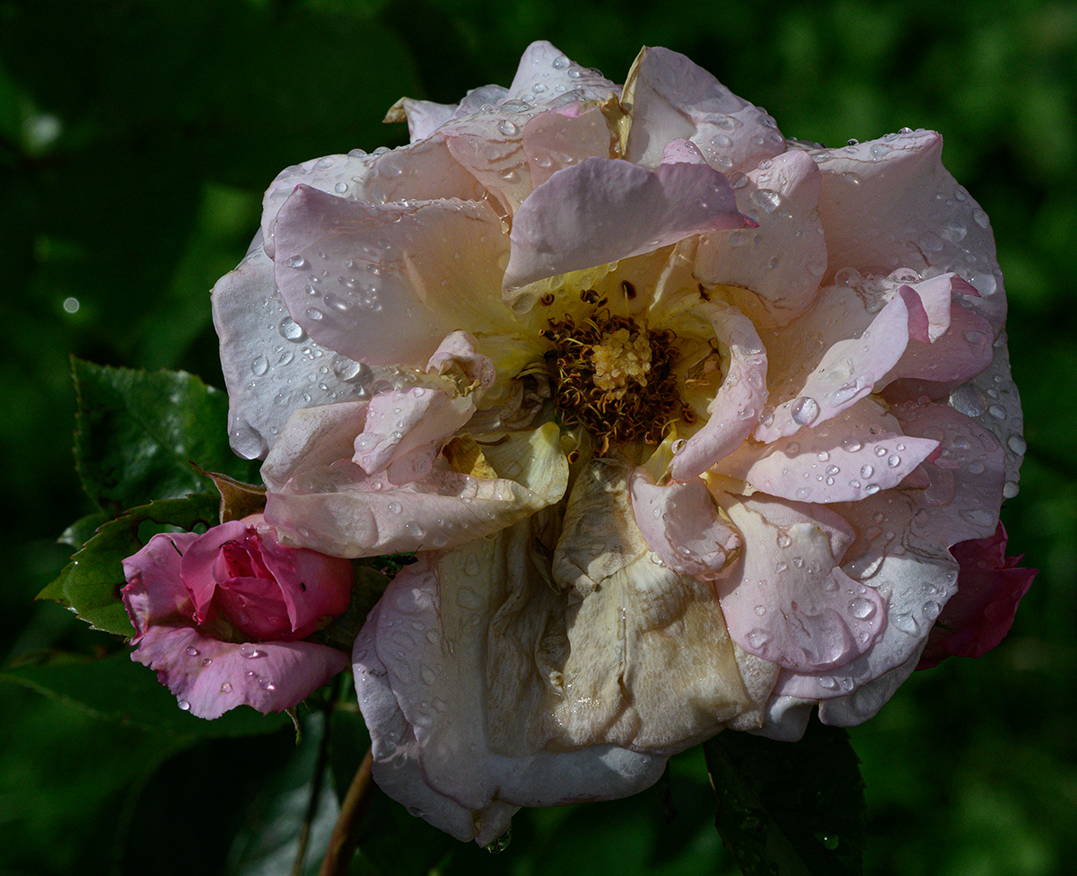 Rose.jpg