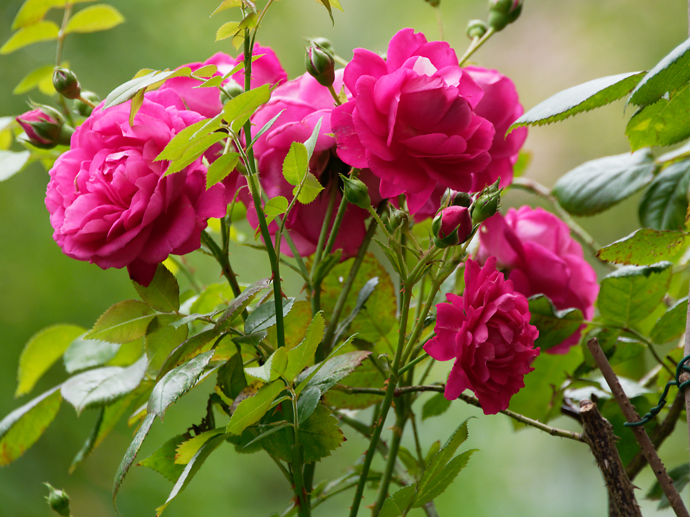 Rose Laguna.jpg