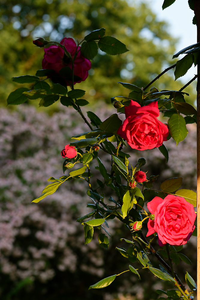 Rose Laguna.jpg