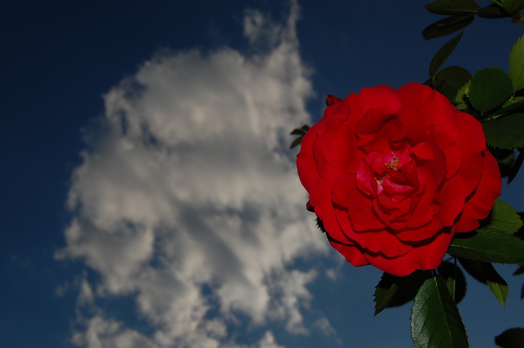 Rose NFF