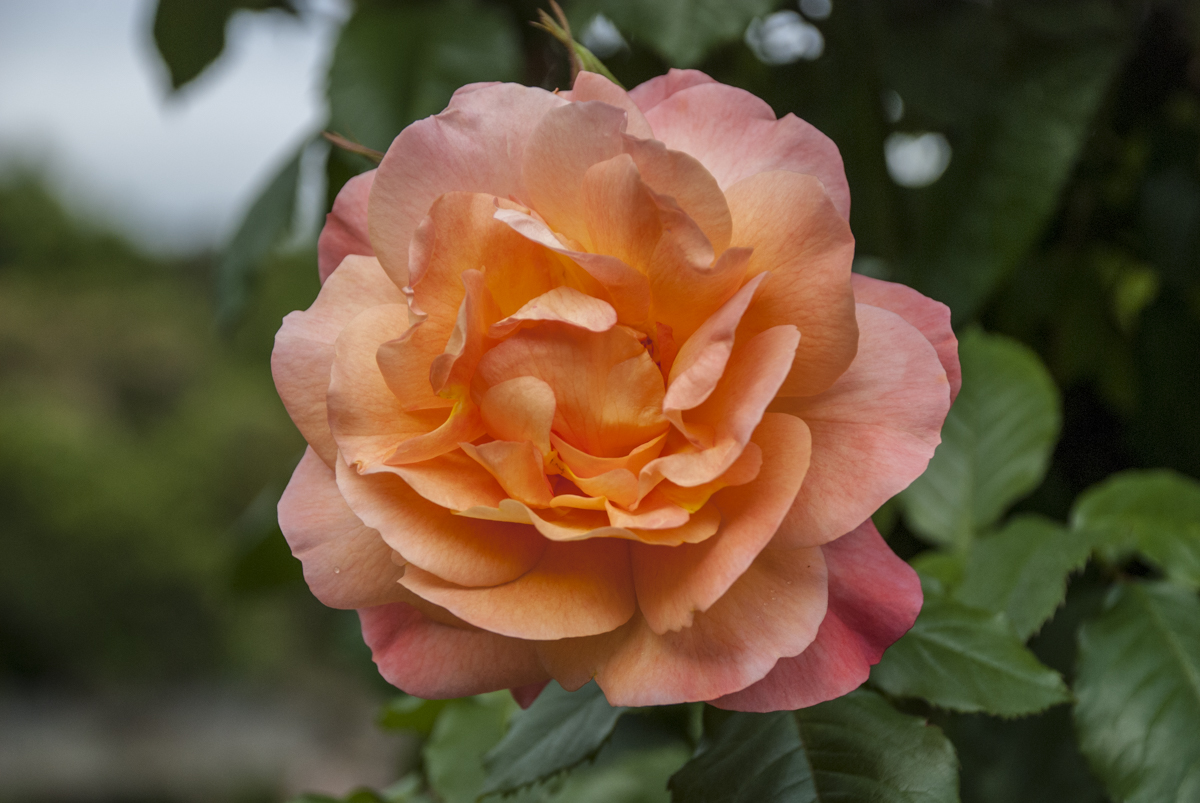 Rose NZL