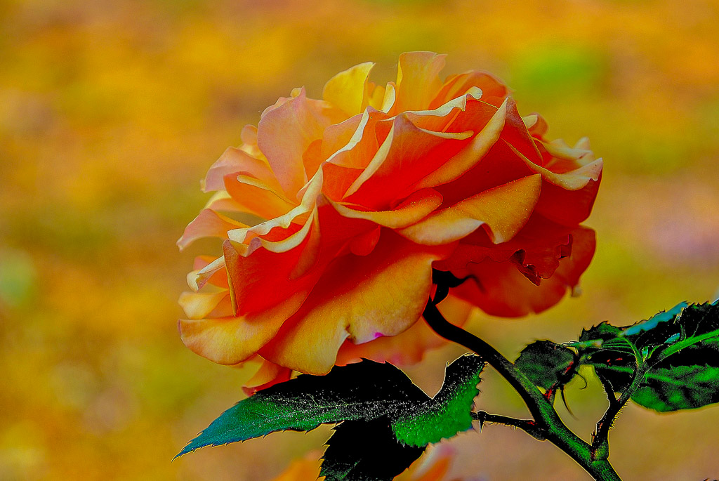 Rose orange