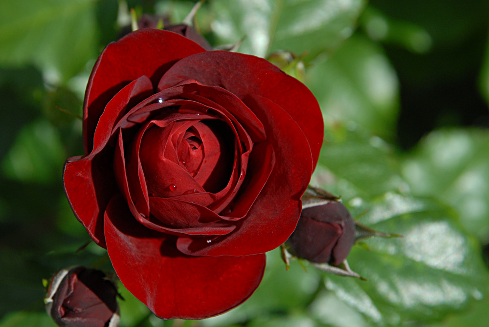 rose stein am rhein