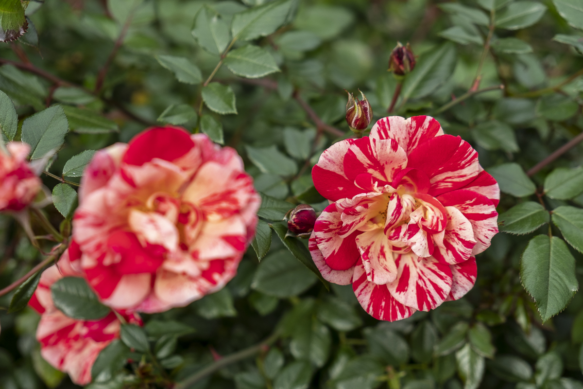 Rose Testgarten Portland.jpg