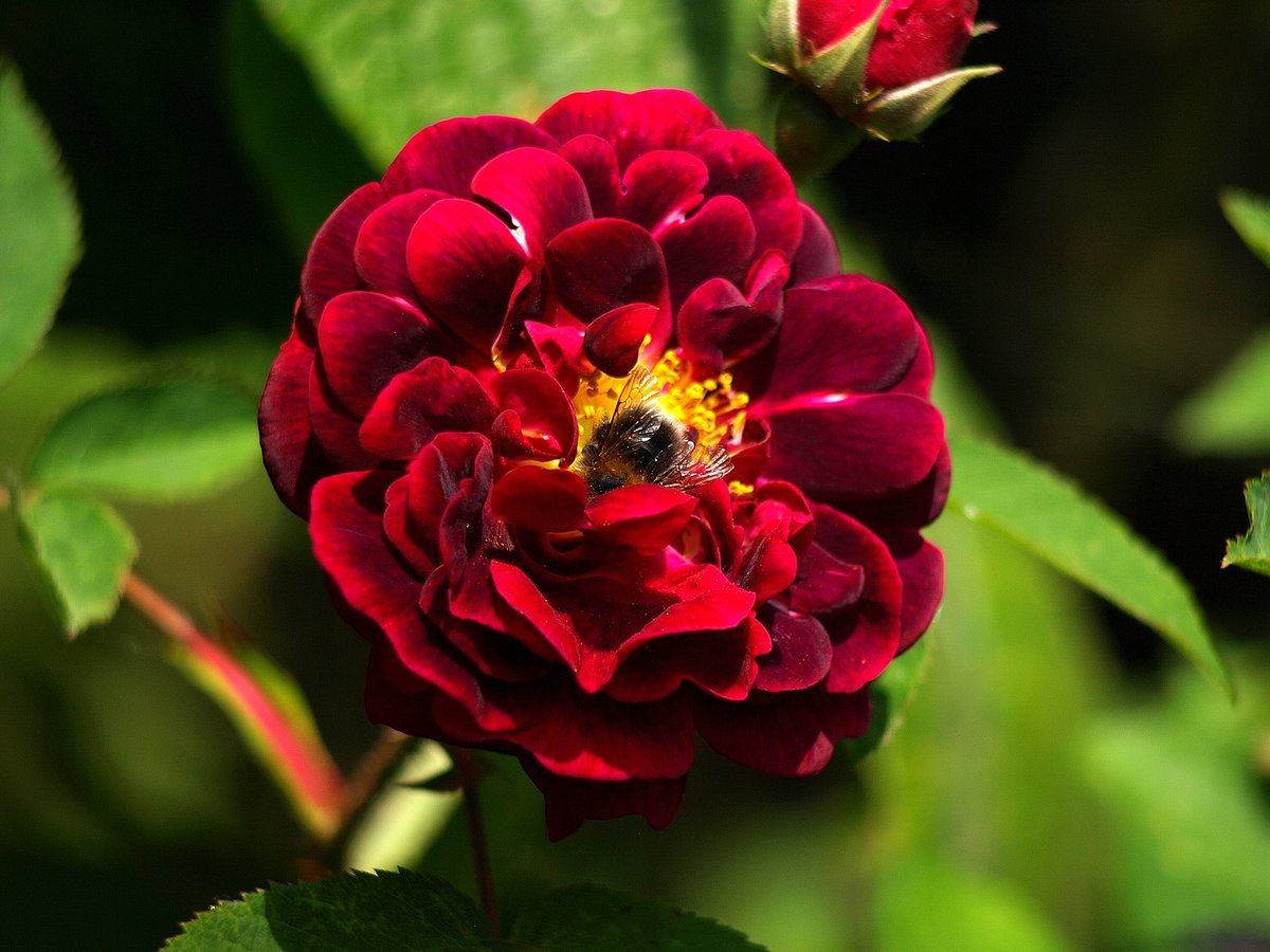 Rose "Tuscany" mit Besucher