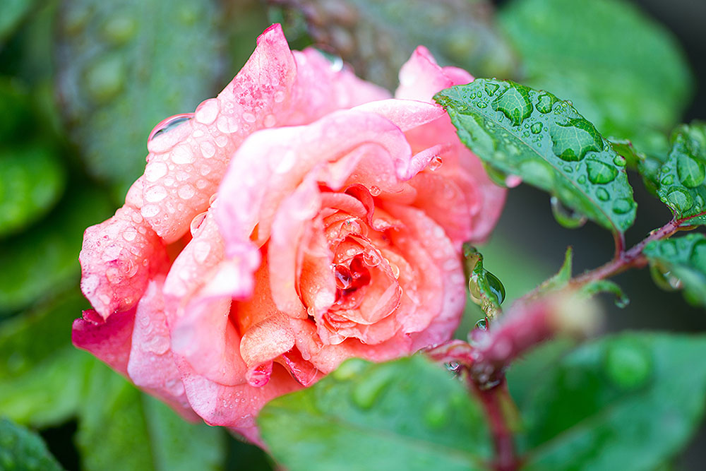 Rose vom Herbstspaziergang