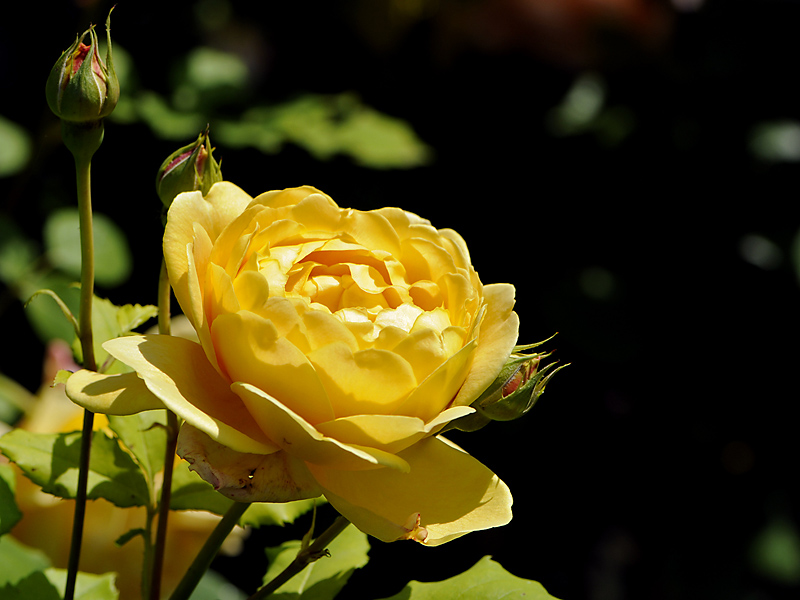 Rose