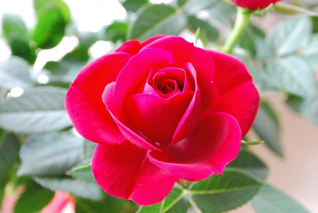 rose