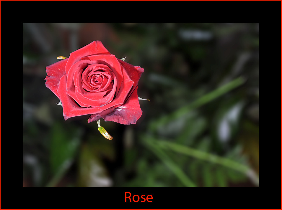Rose
