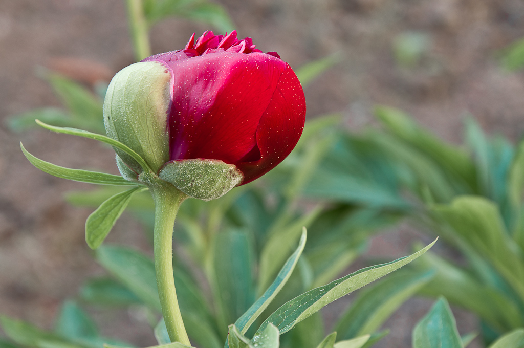 rose01