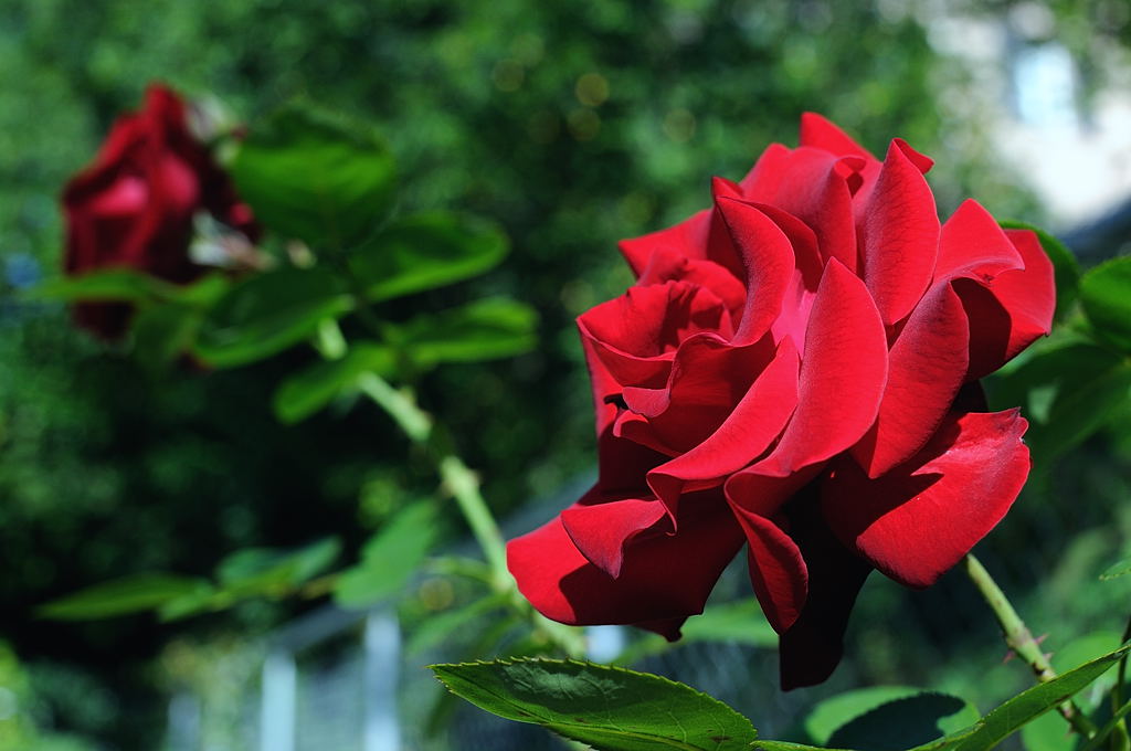 Rose04