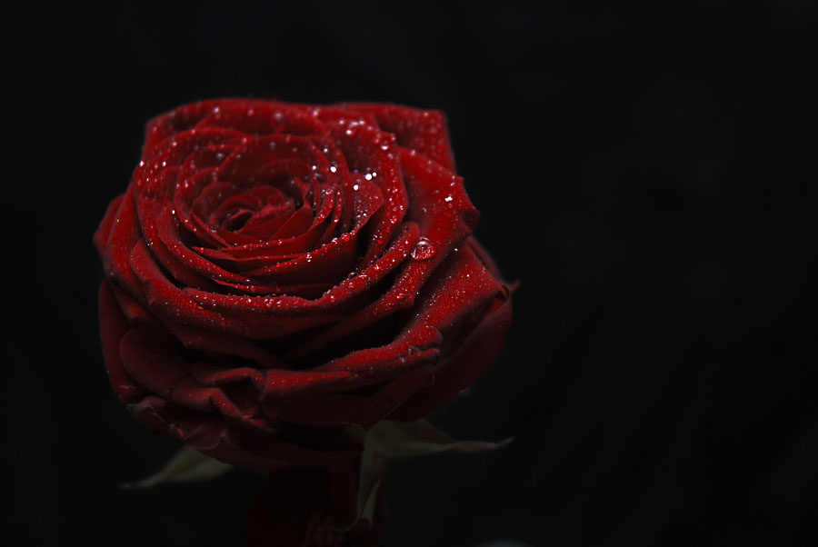 Rose2