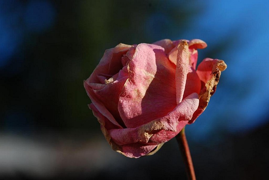 rose3