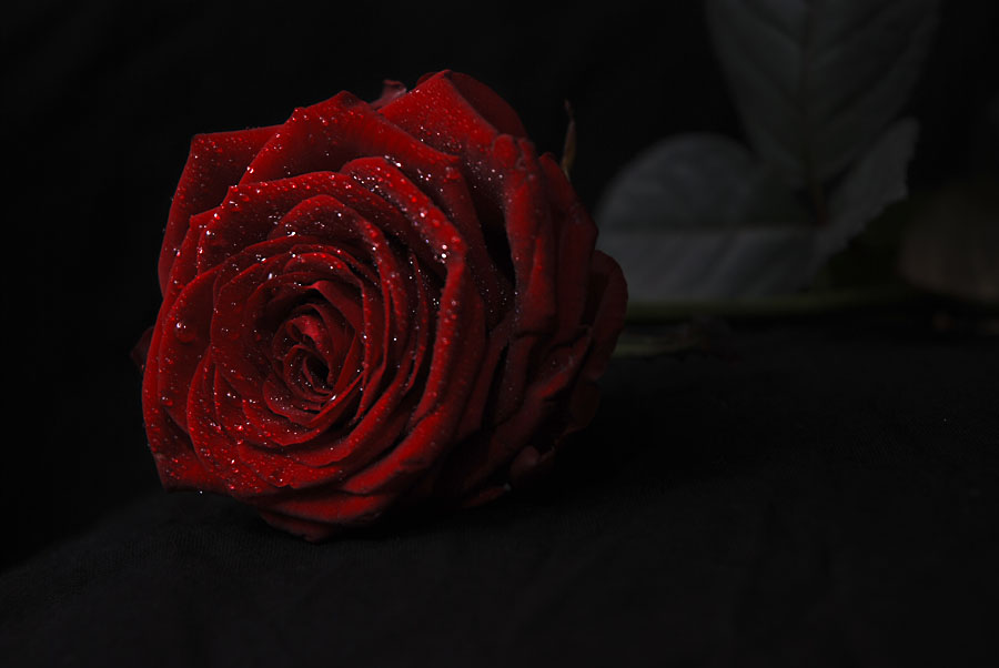 Rose3