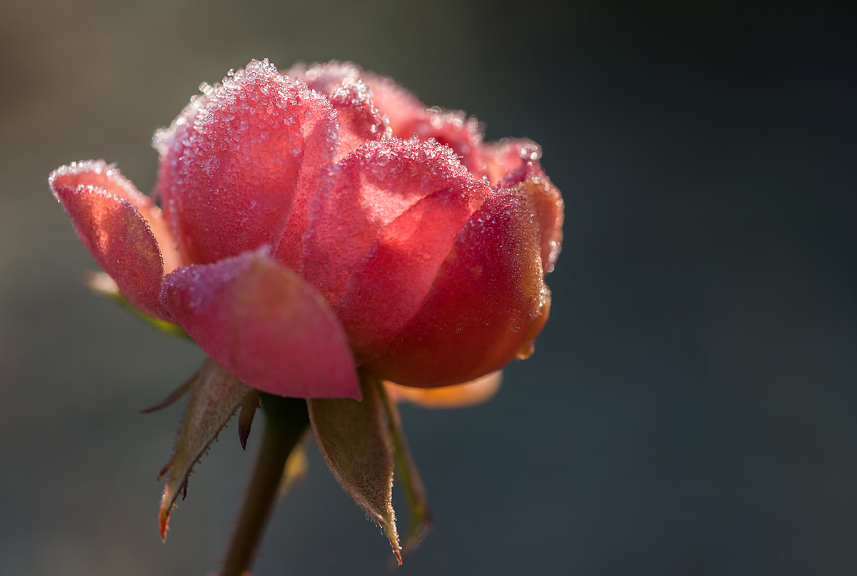 rose_1200.jpg
