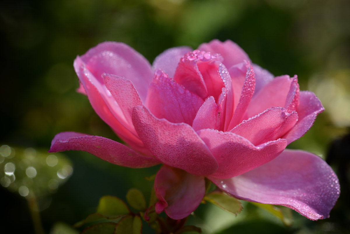 rose_1202.jpg