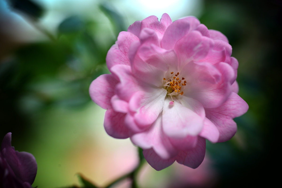 rose_mini_1200.jpg