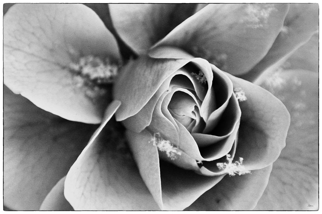 RoseDSC 0792
