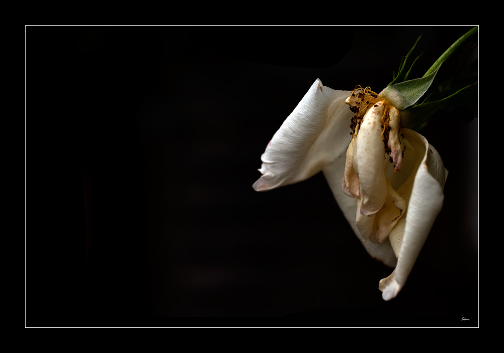 RoseDSC 6070