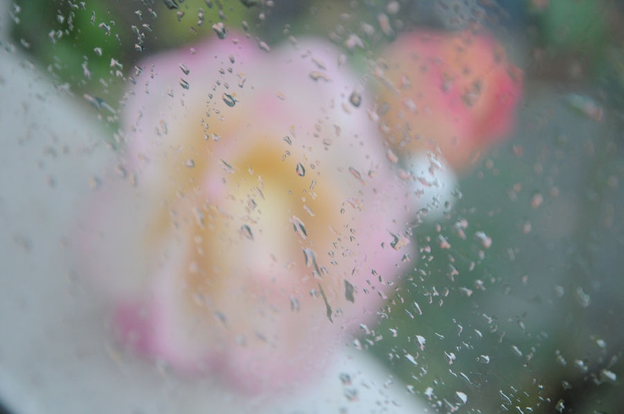 rosen im regen