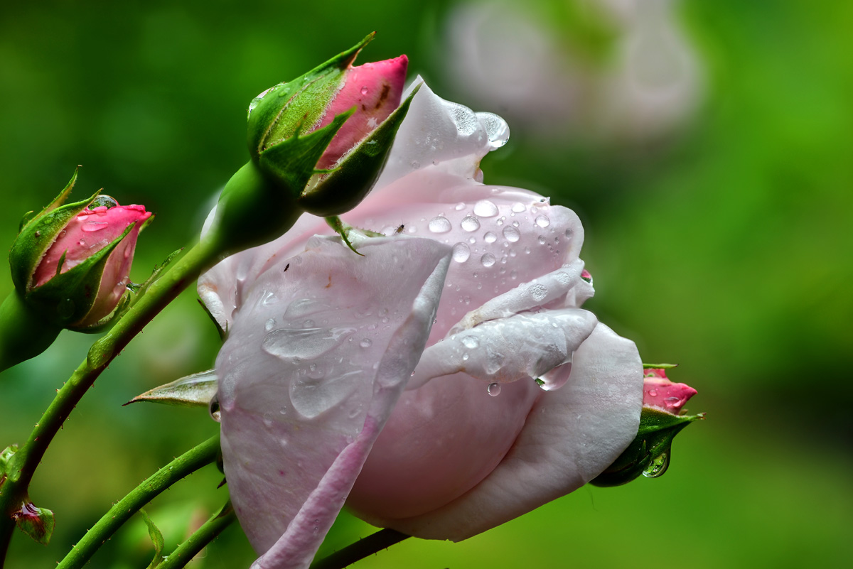 rosen_1200.jpg