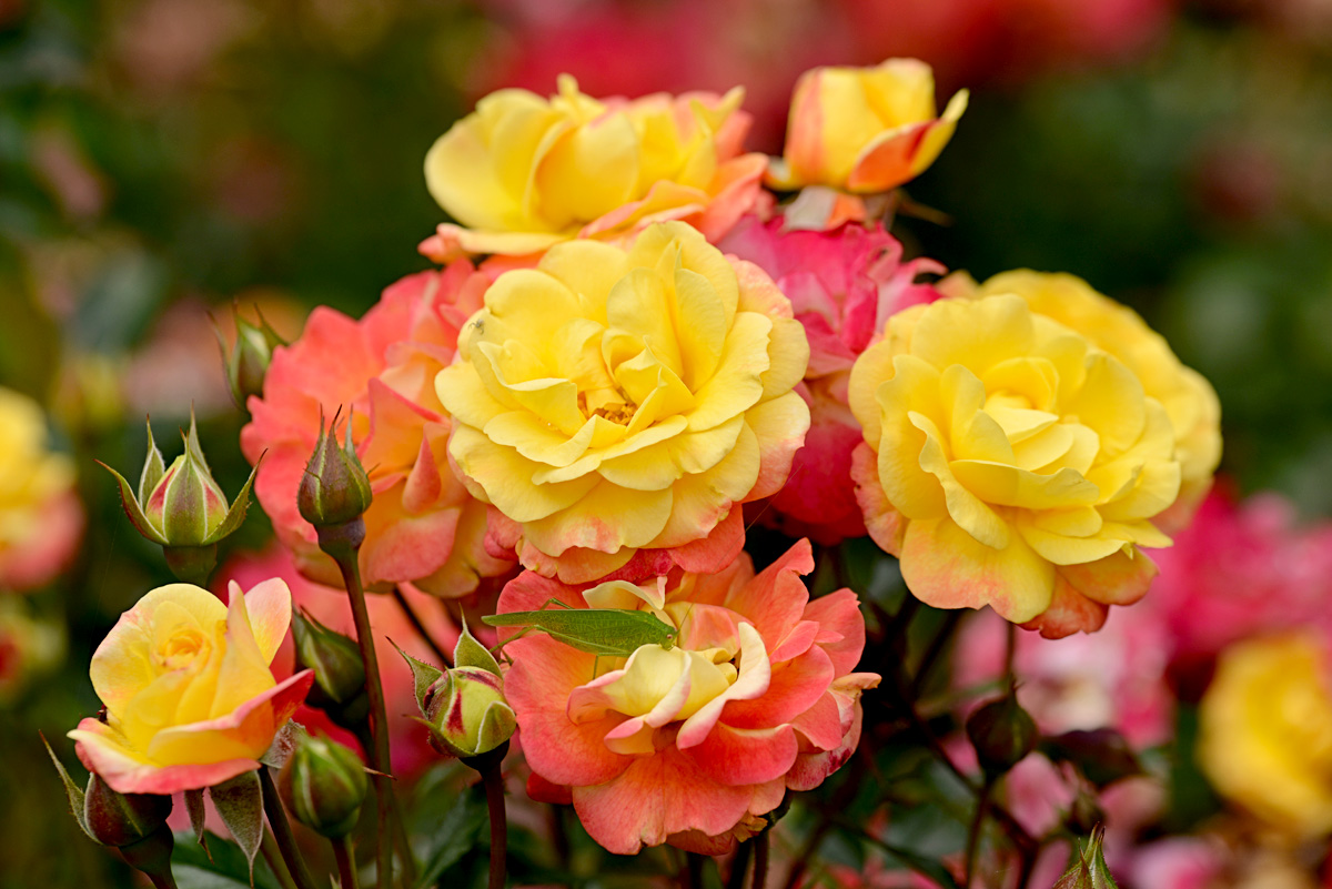 rosen_grashüpfter_1200.jpg