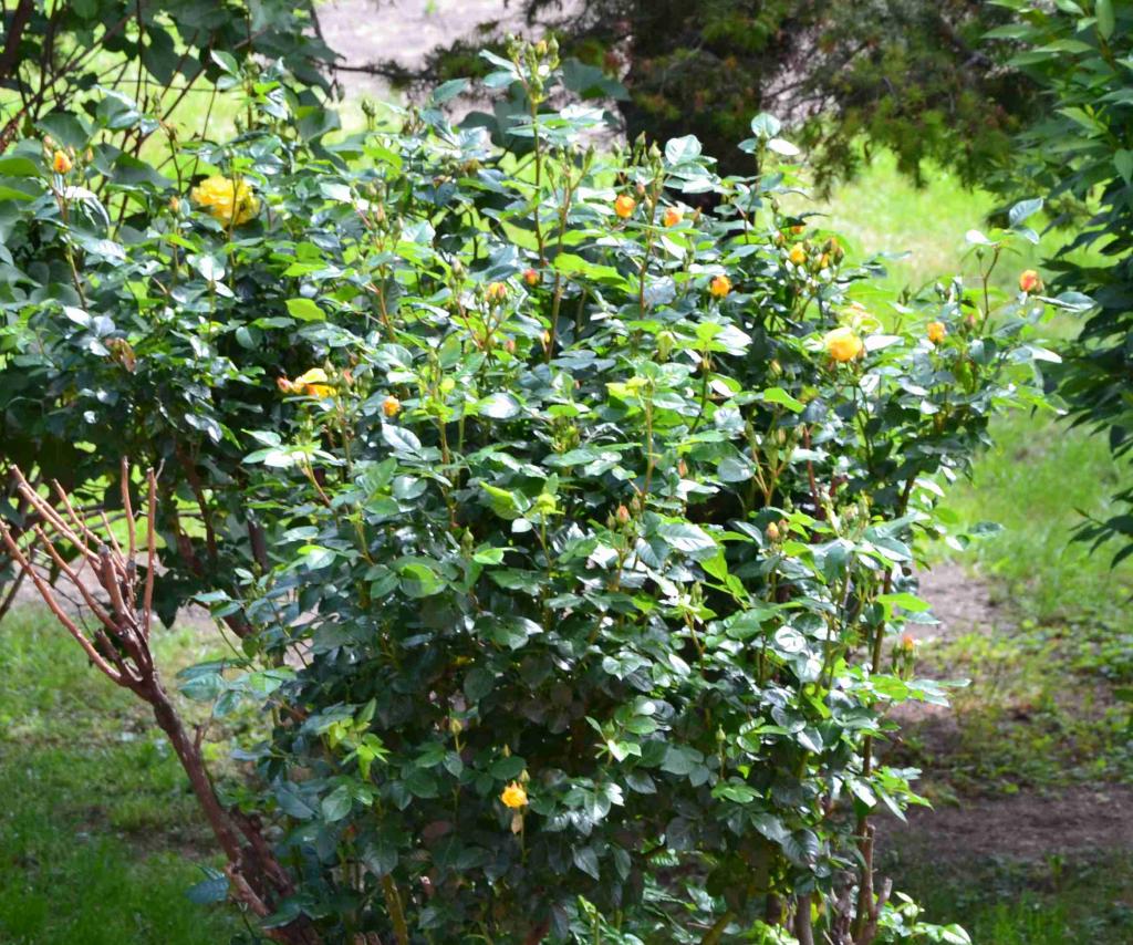 RosenbuschGelb