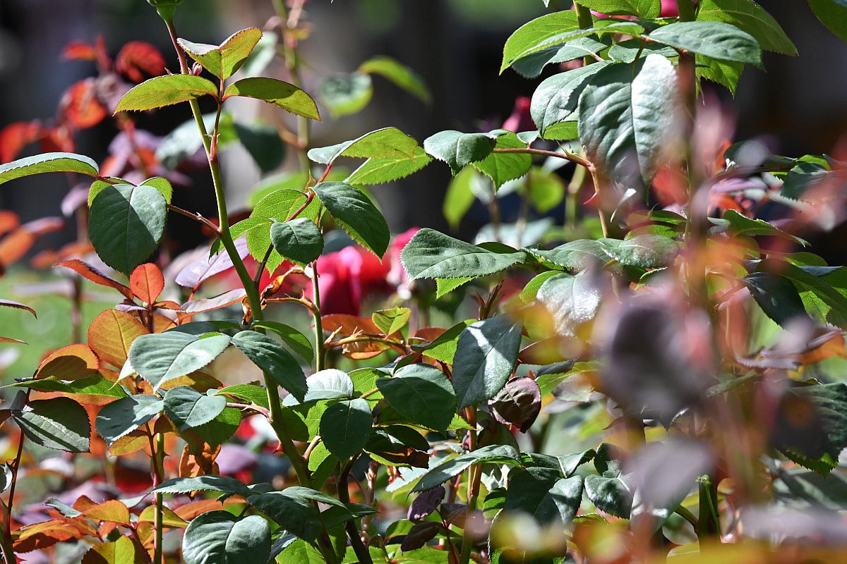 Rosengarten6.jpg