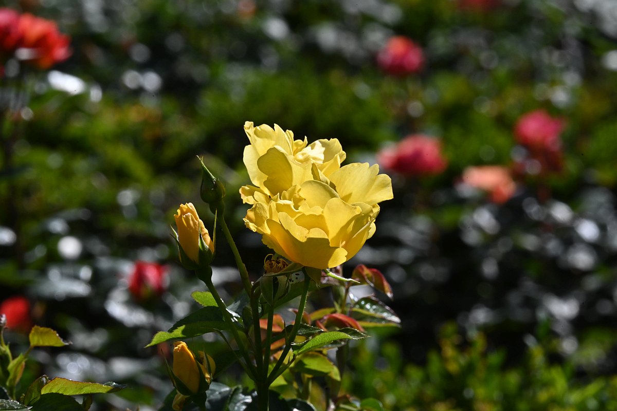Rosengarten7.jpg