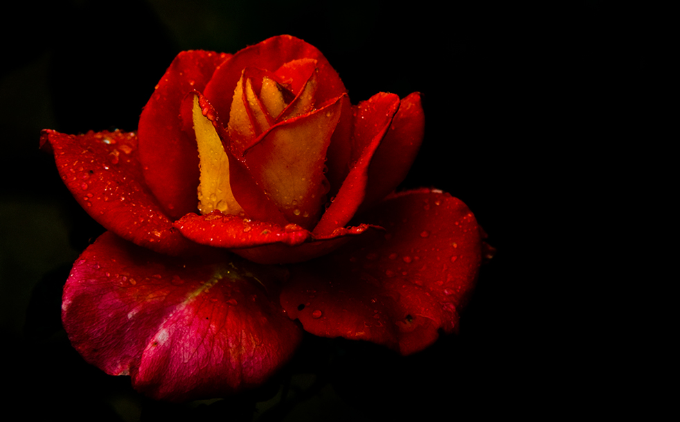 Rosenpracht