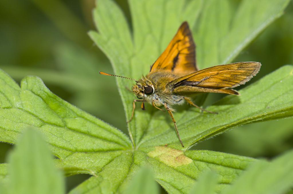 Rostfarbiger Dickkopf (Olchodes venatus)