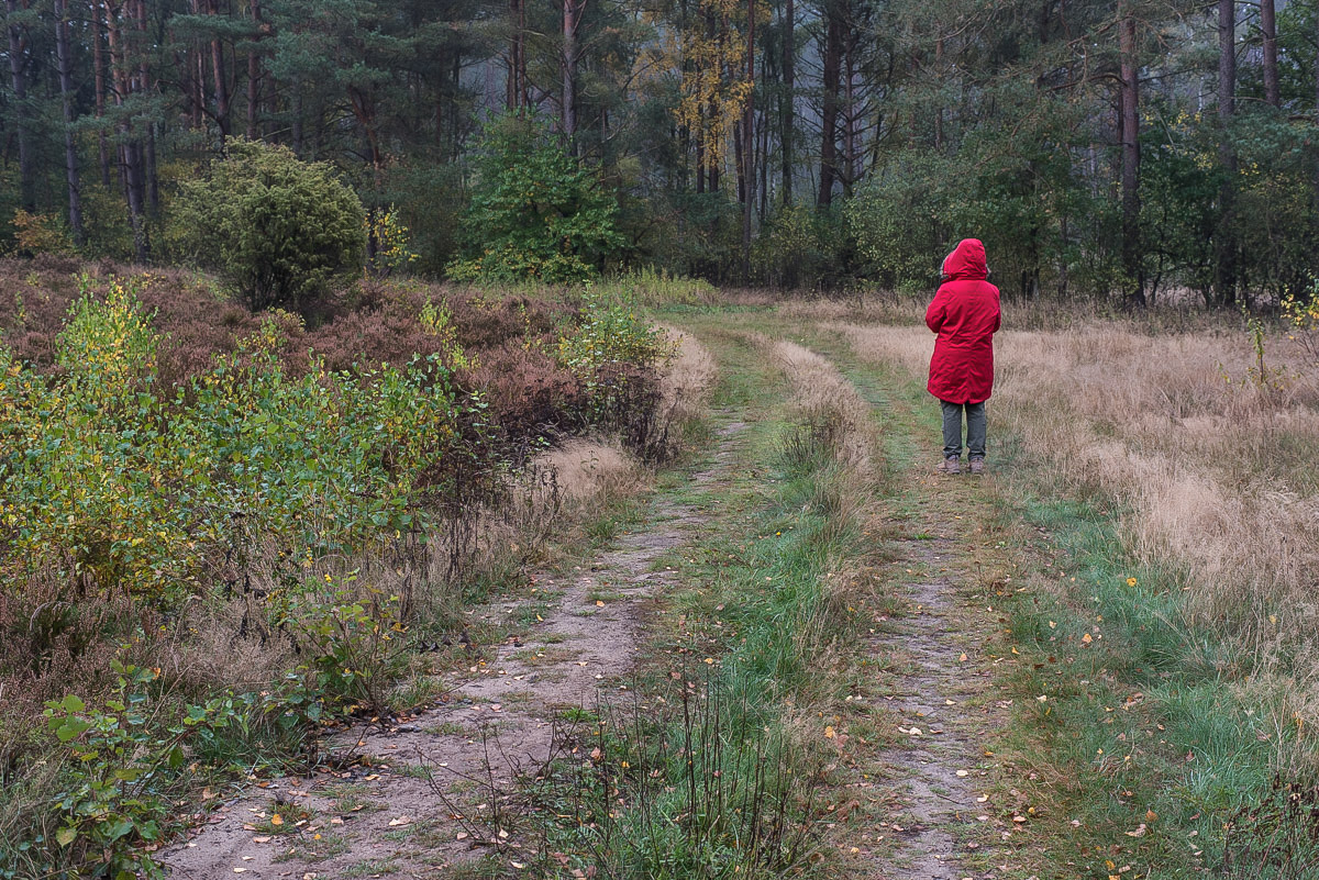 Rot in der Heide (1 von 1).JPG