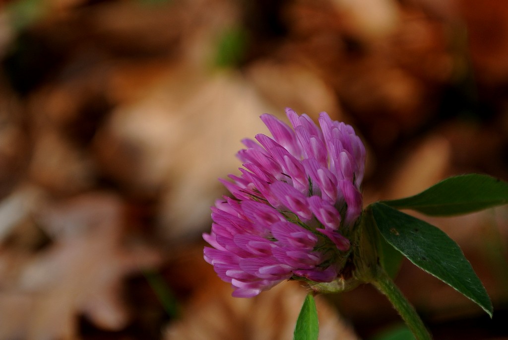 Rot-Klee/Wiesen-Klee (Trifolium pratense)